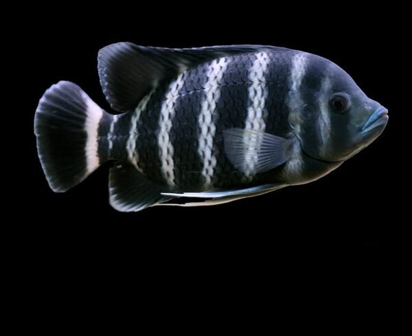 F8) Zebra Tilapia Cichlid – SNK Aqua Pets | Live Aquarium Fish Chennai