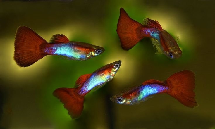 3bc5c977d05b7cdbece6d3c7a666fd20