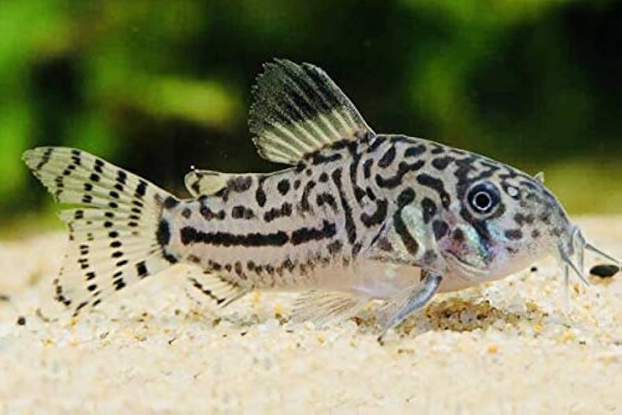 41IO7DKjJAL._UF894,1000_QL80_