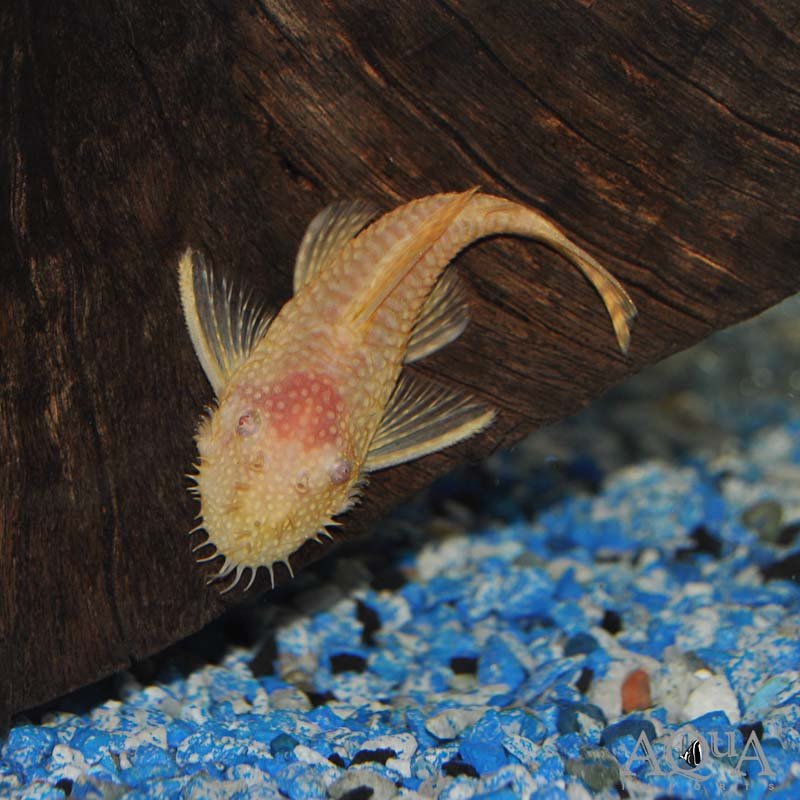 Albino-Bushynose-Pleco
