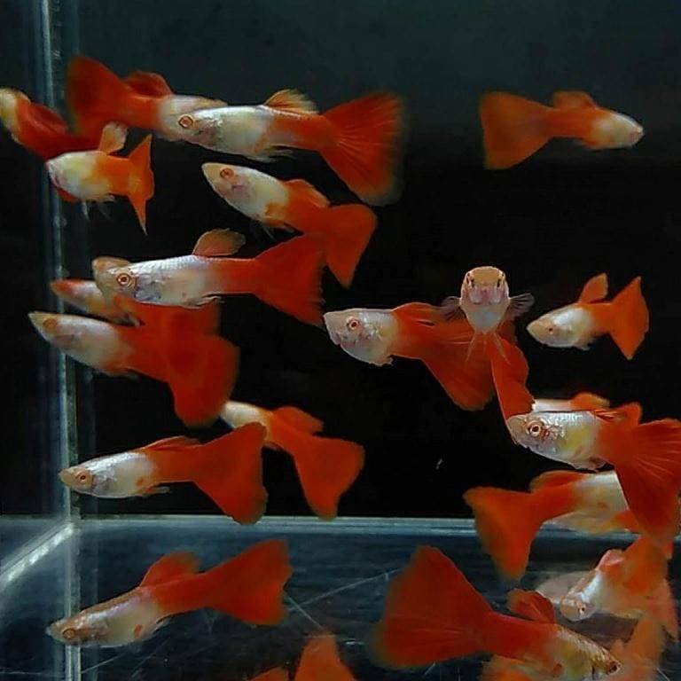 Albino_Silverado_Red_Tail_-_fishbuff_-_Albino_Silverado_Red_Tail_Guppy-1373201