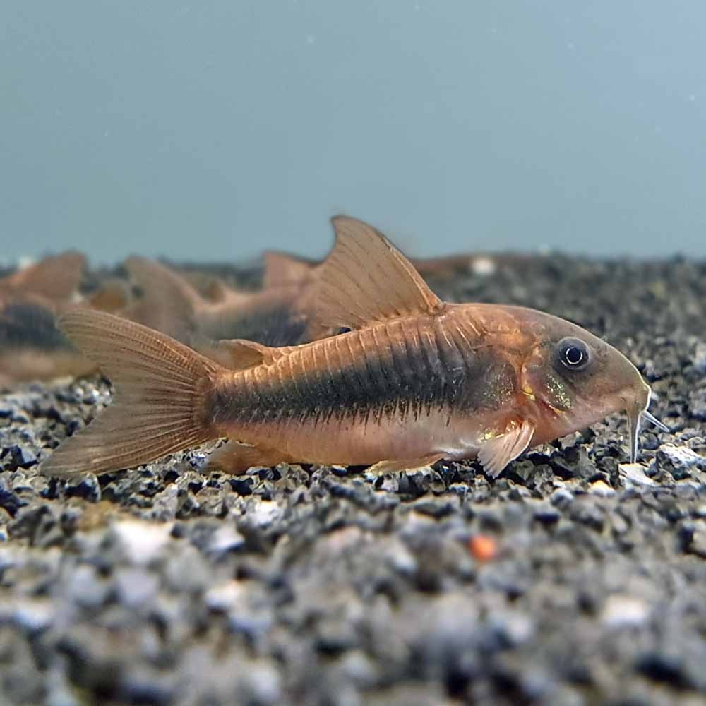 Bronze-Cory-Corydoras-aeneus-1