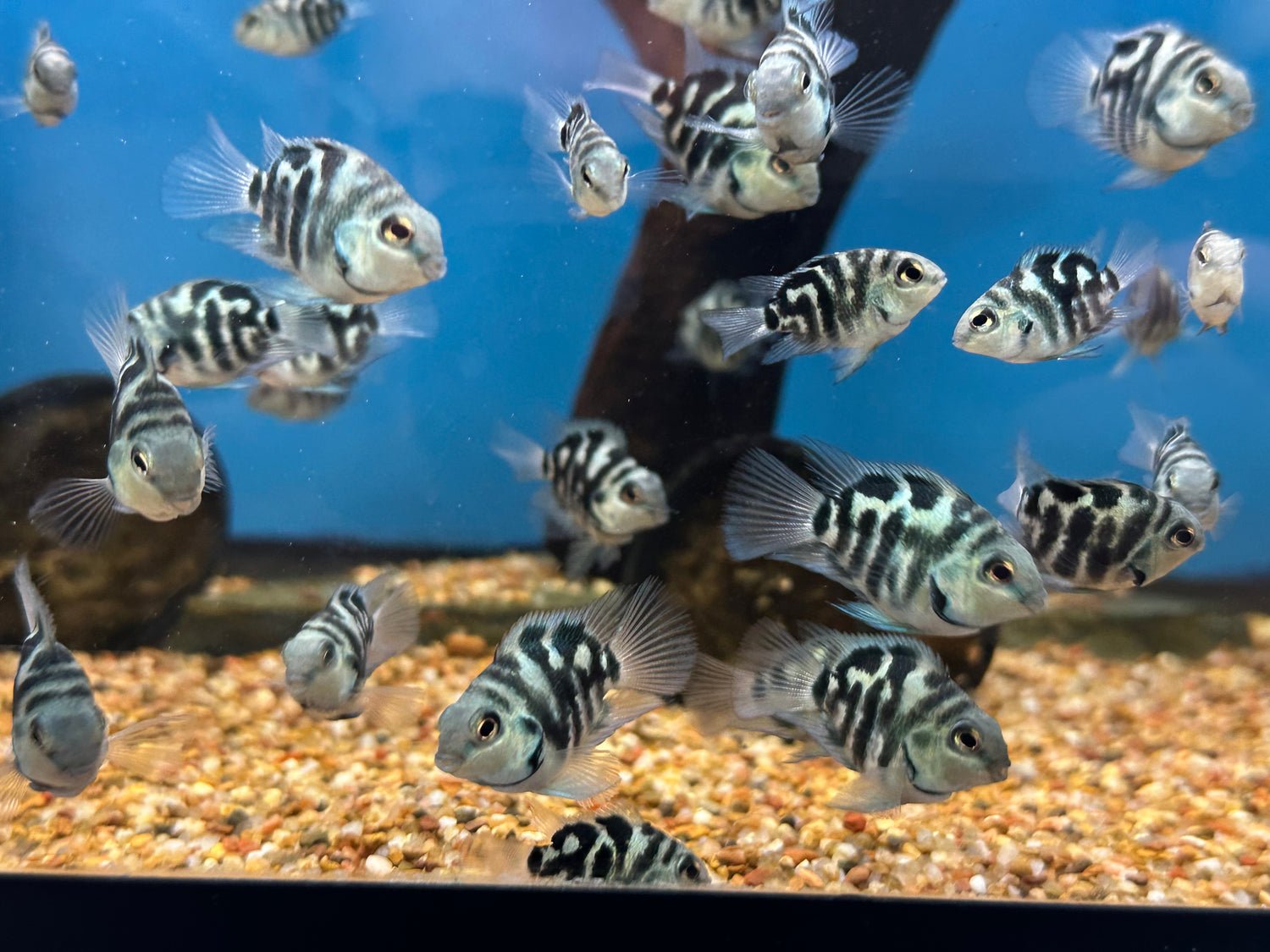 C91786CF-B396-431D-B1DD-678322DEA8B7