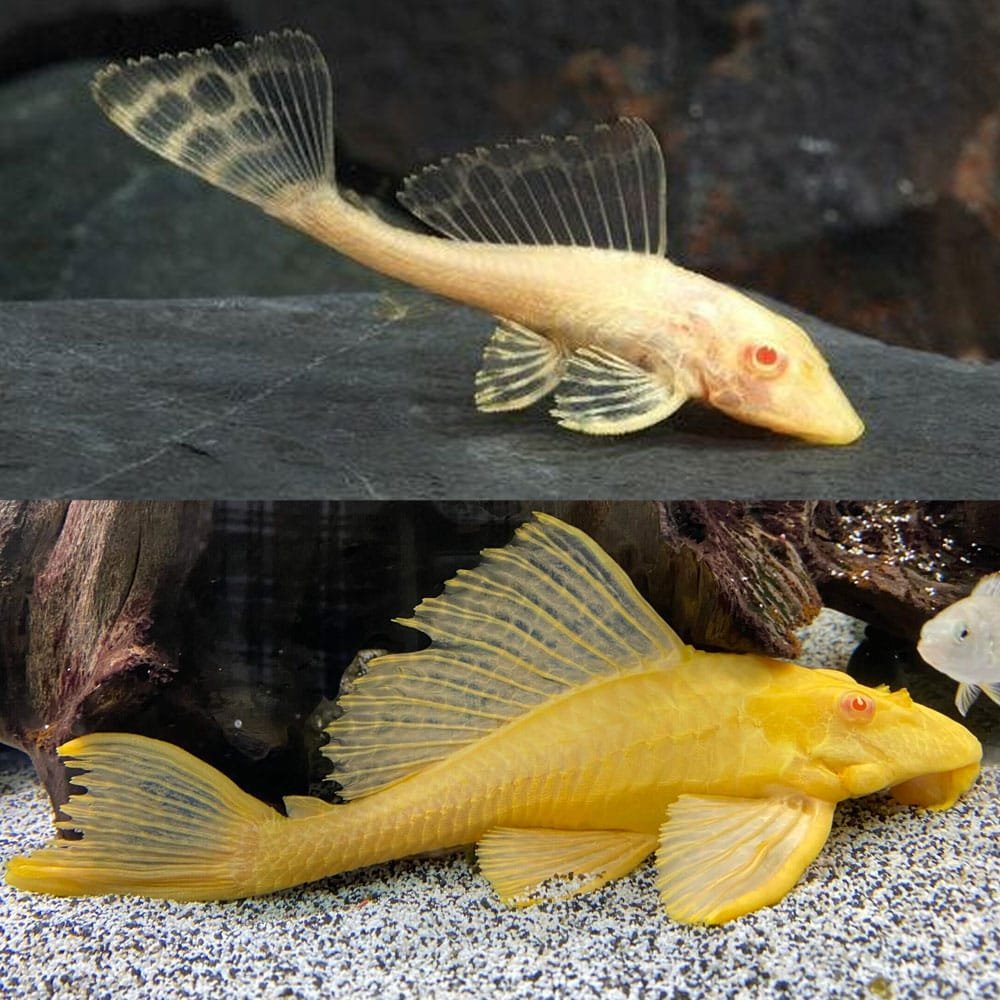 Catfish-Albino-Sailfin-Pleco-6cm