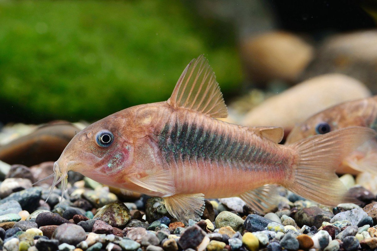 Corydoras-cf.-aeneus-South-Brazil