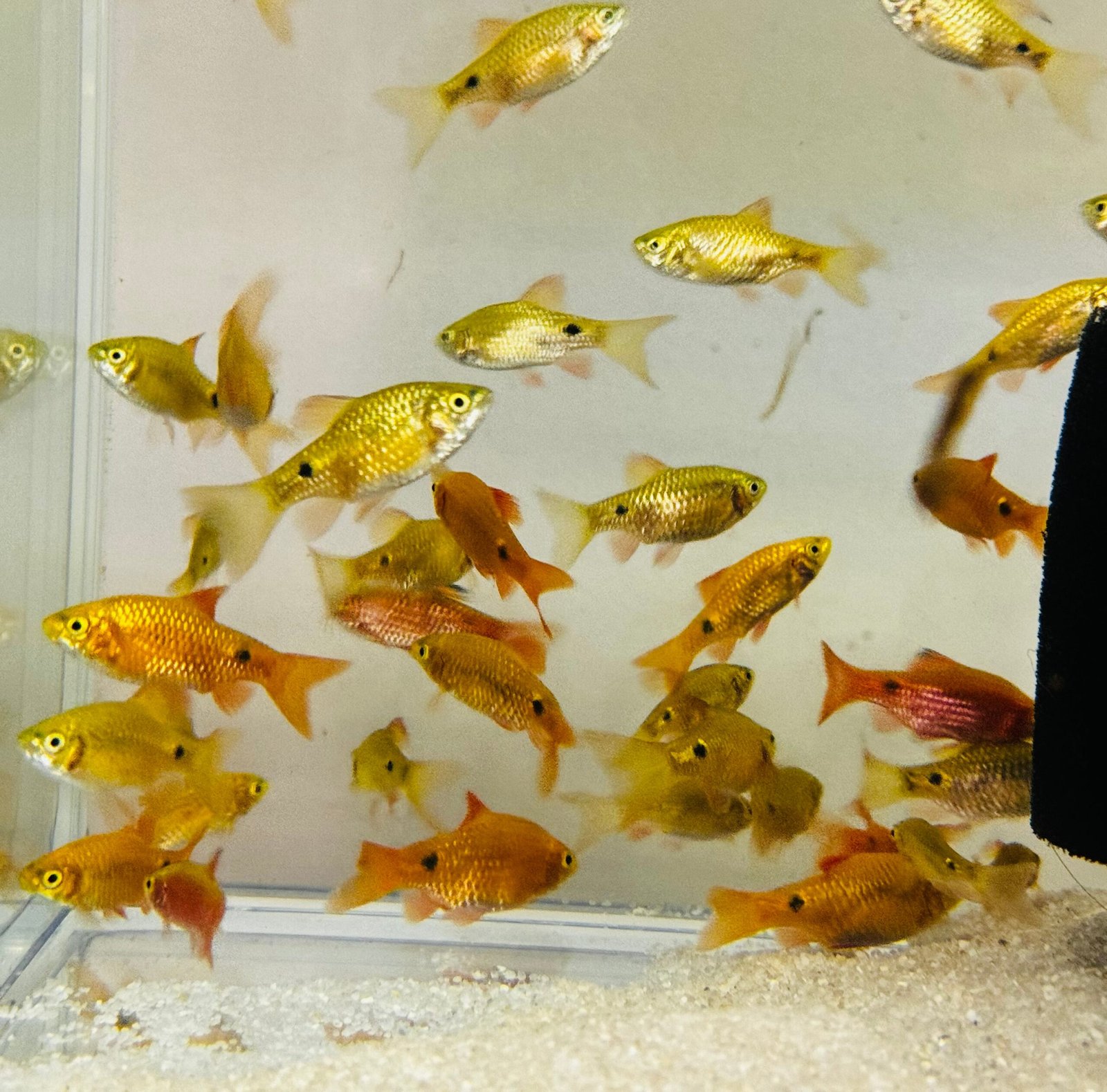 E443E763-771A-4B90-A60B-B358348F4F2C