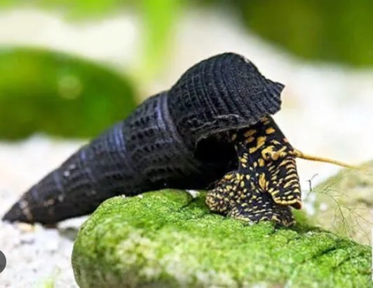 Giant_Yellow_Spotted_Sulawesi_Rabbit_Snail