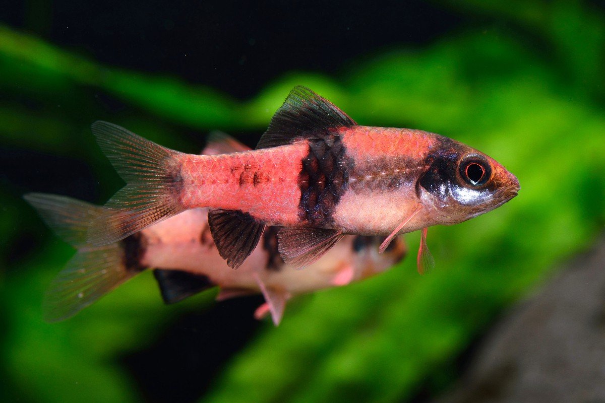 Haludaria-fasciata-low