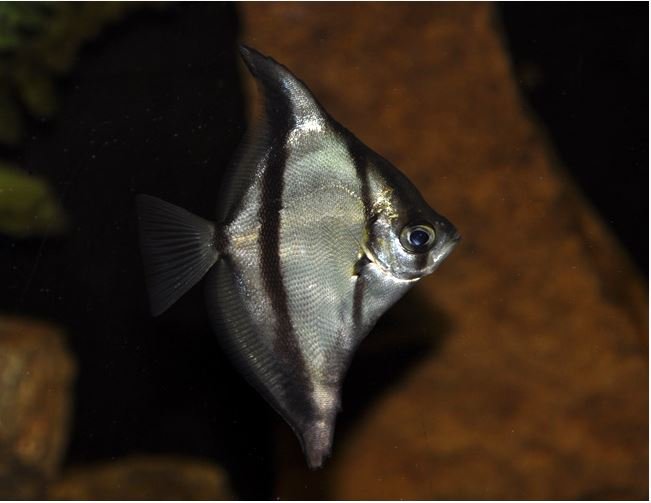 Mono-Sebae-or-African-Moony