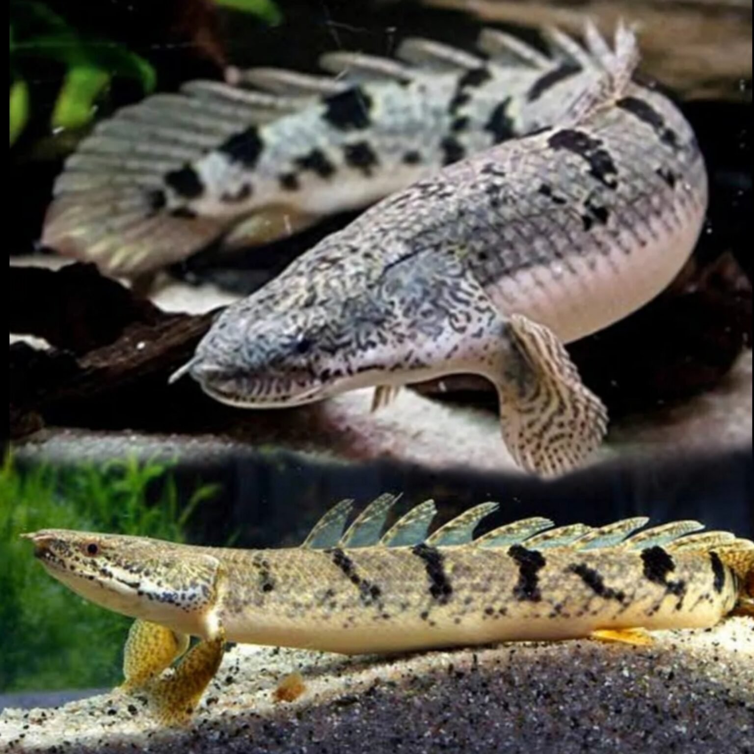(DD) Delhezi Bichir (Polypterus delhezi) [≈ 3 inches] – SNK Aqua Pets ...
