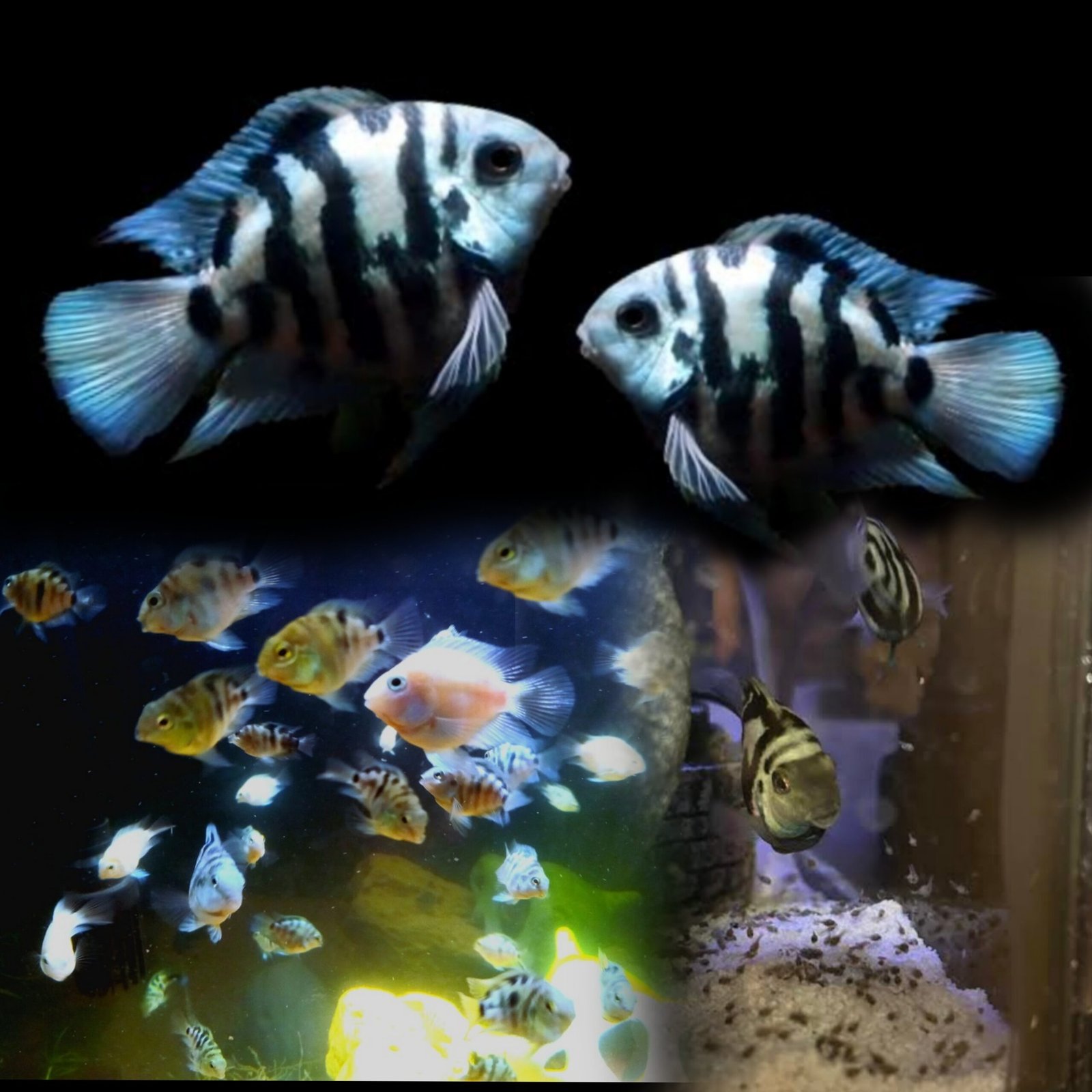 Picsart_25-08-27_13-55-18-993