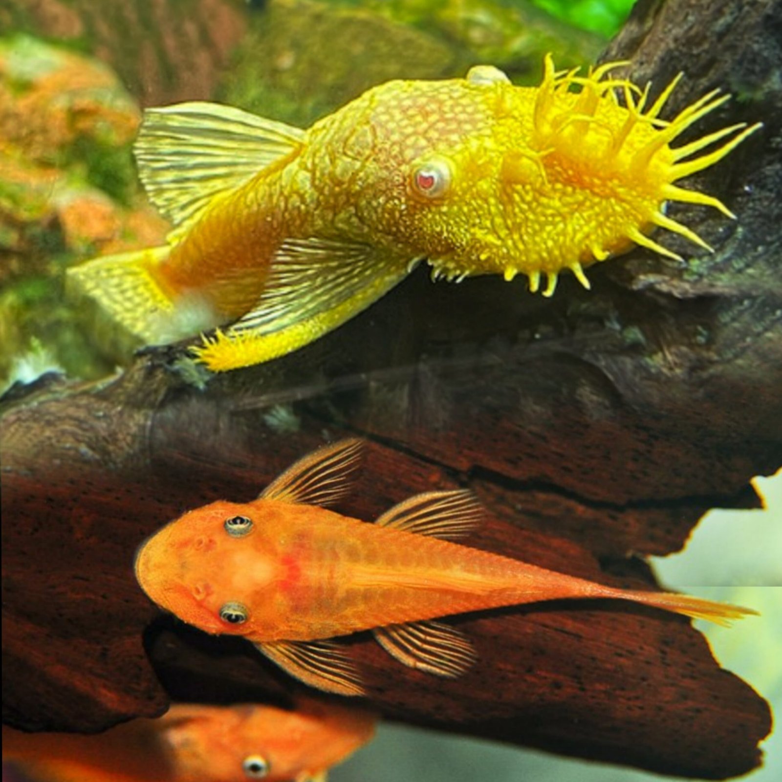 Picsart_25-08-29_12-07-42-943