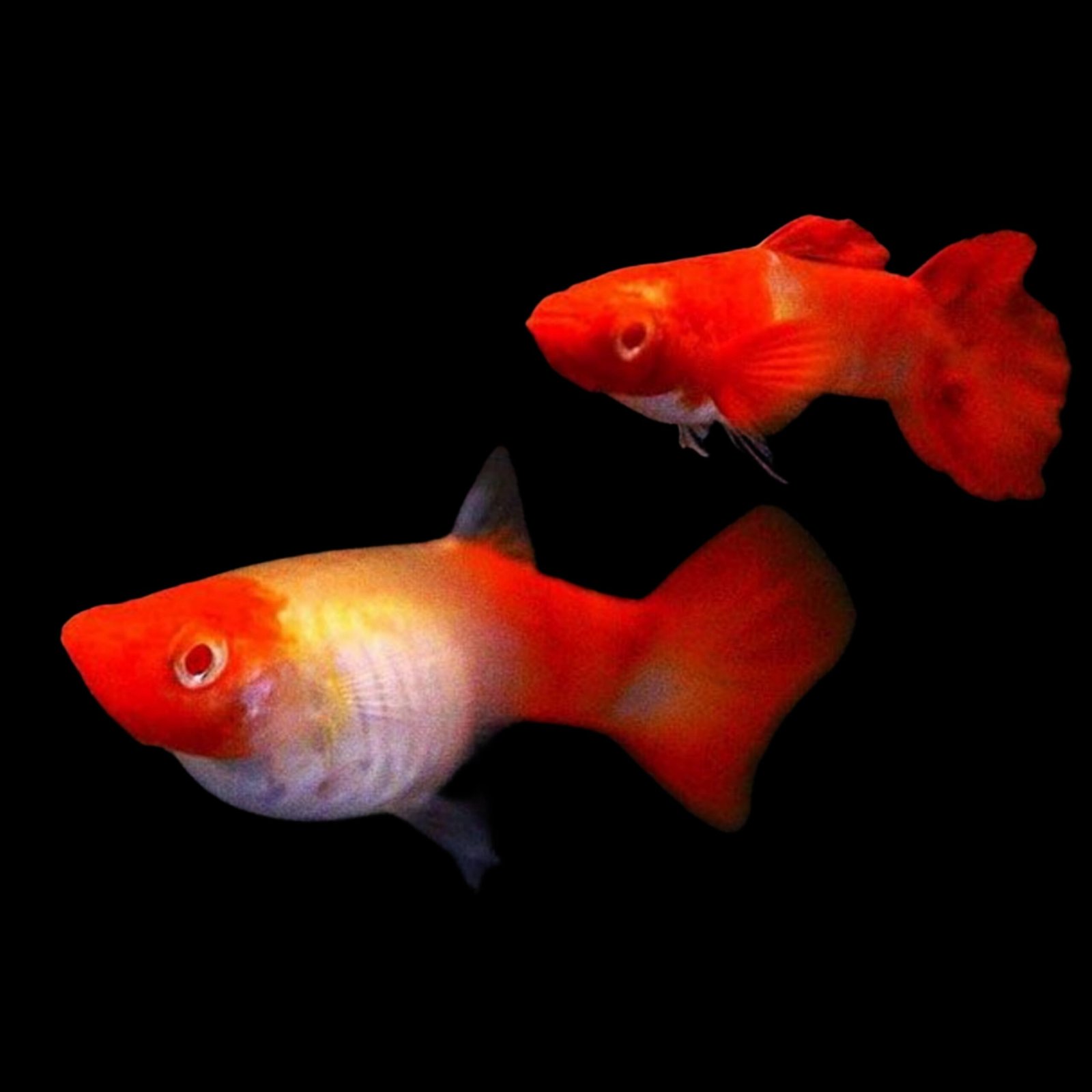 Picsart_25-10-12_01-35-57-435