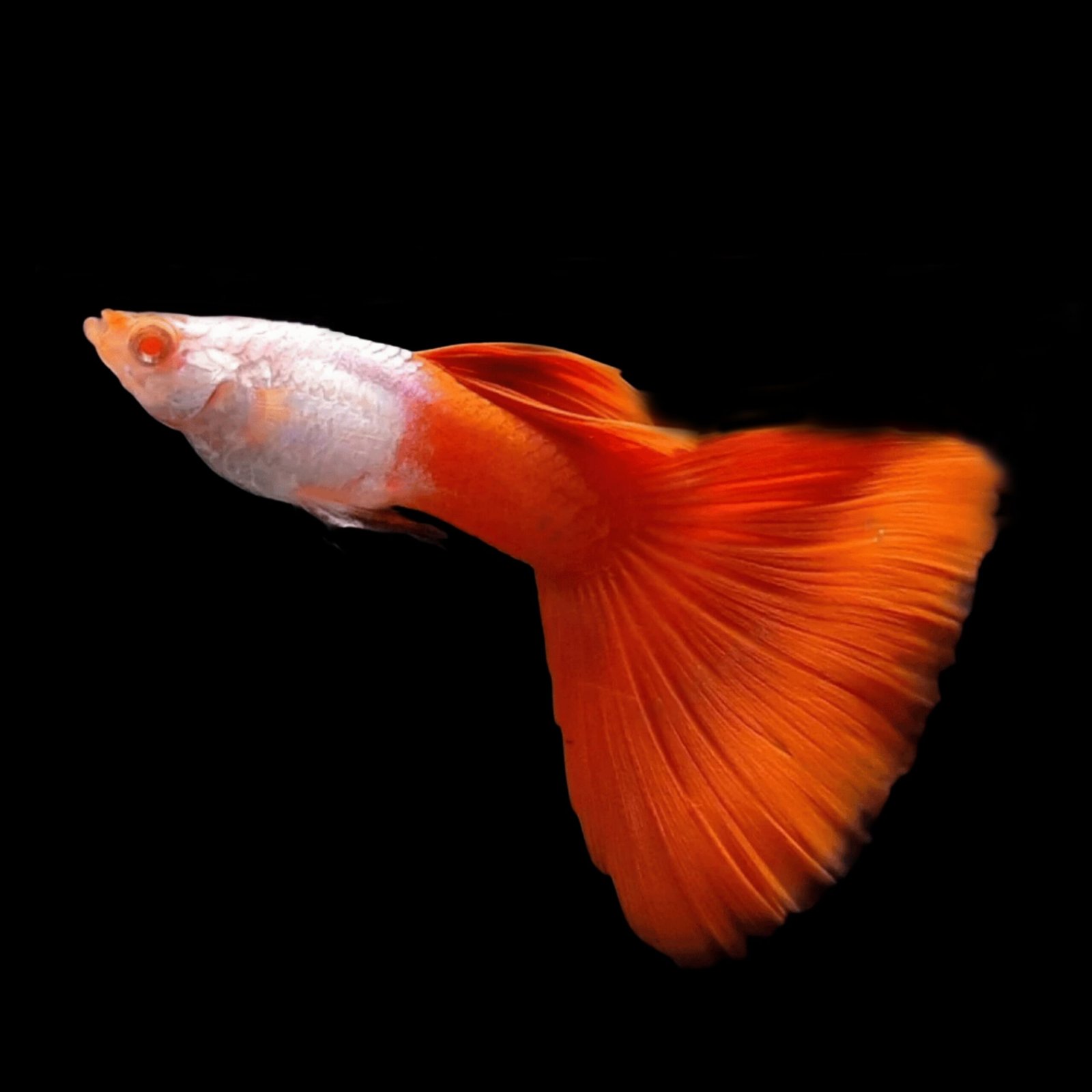 Picsart_25-10-12_01-44-55-365