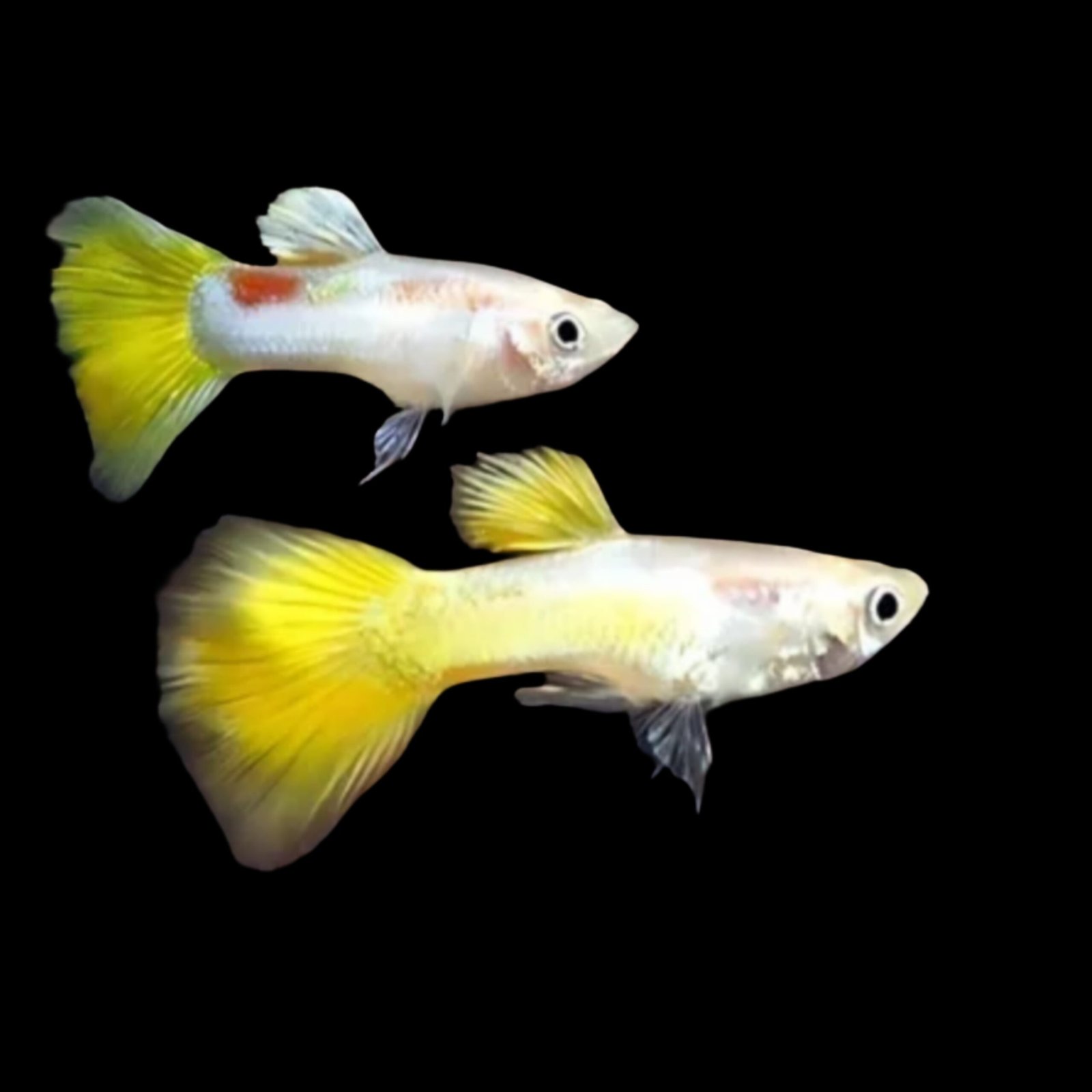 Picsart_25-10-12_02-12-57-485