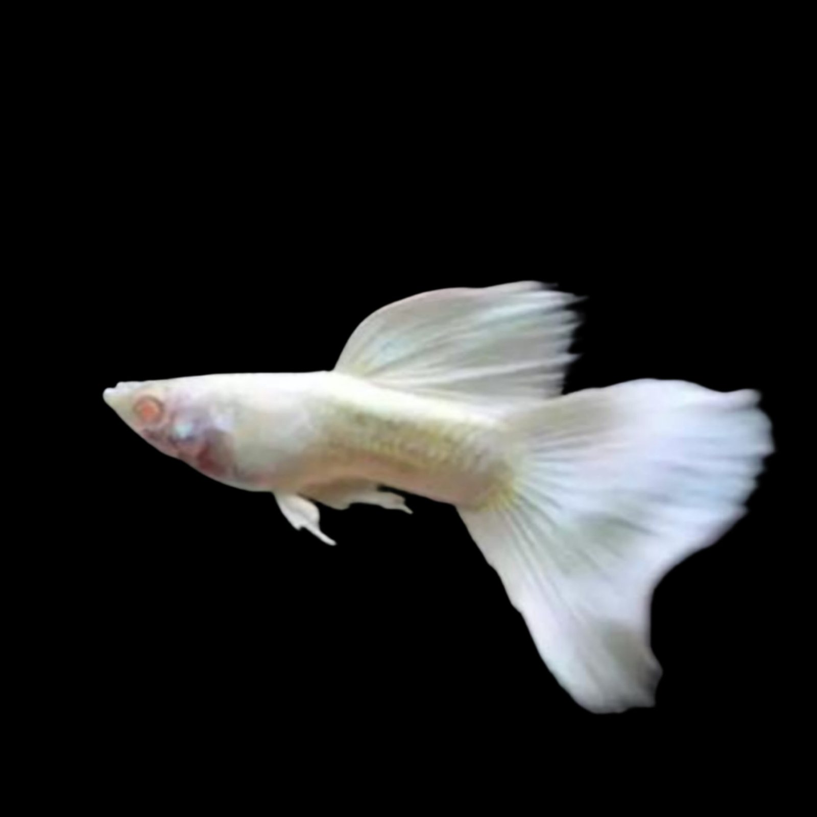 Picsart_25-10-12_02-28-47-476