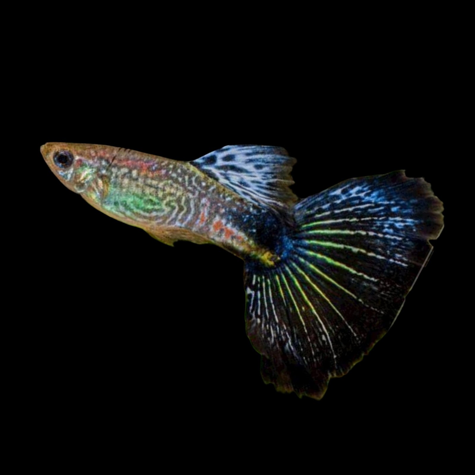 Picsart_25-10-12_13-15-32-630