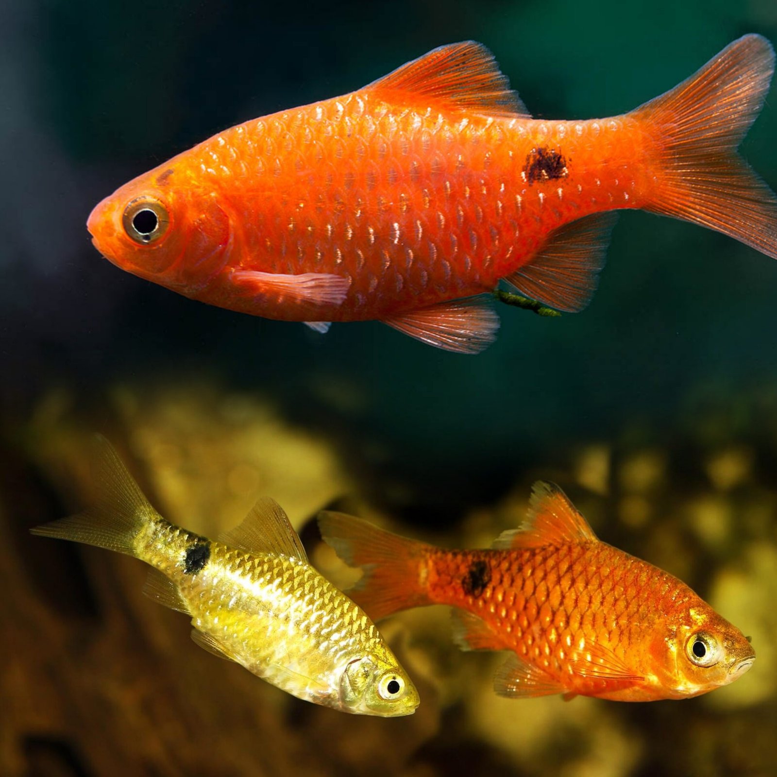 Picsart_25-10-13_02-37-36-342