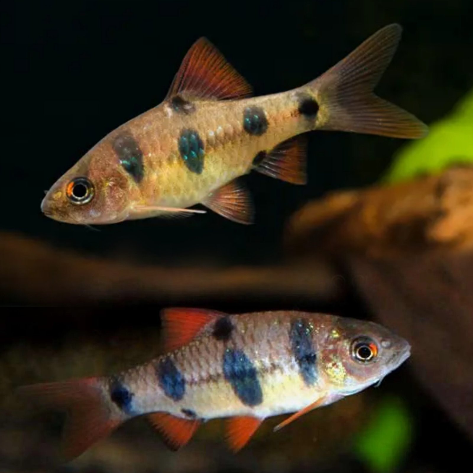 Picsart_25-10-19_22-46-59-604