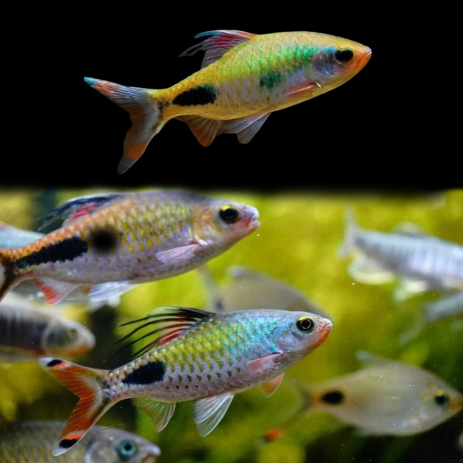 Picsart_25-10-19_22-51-42-997