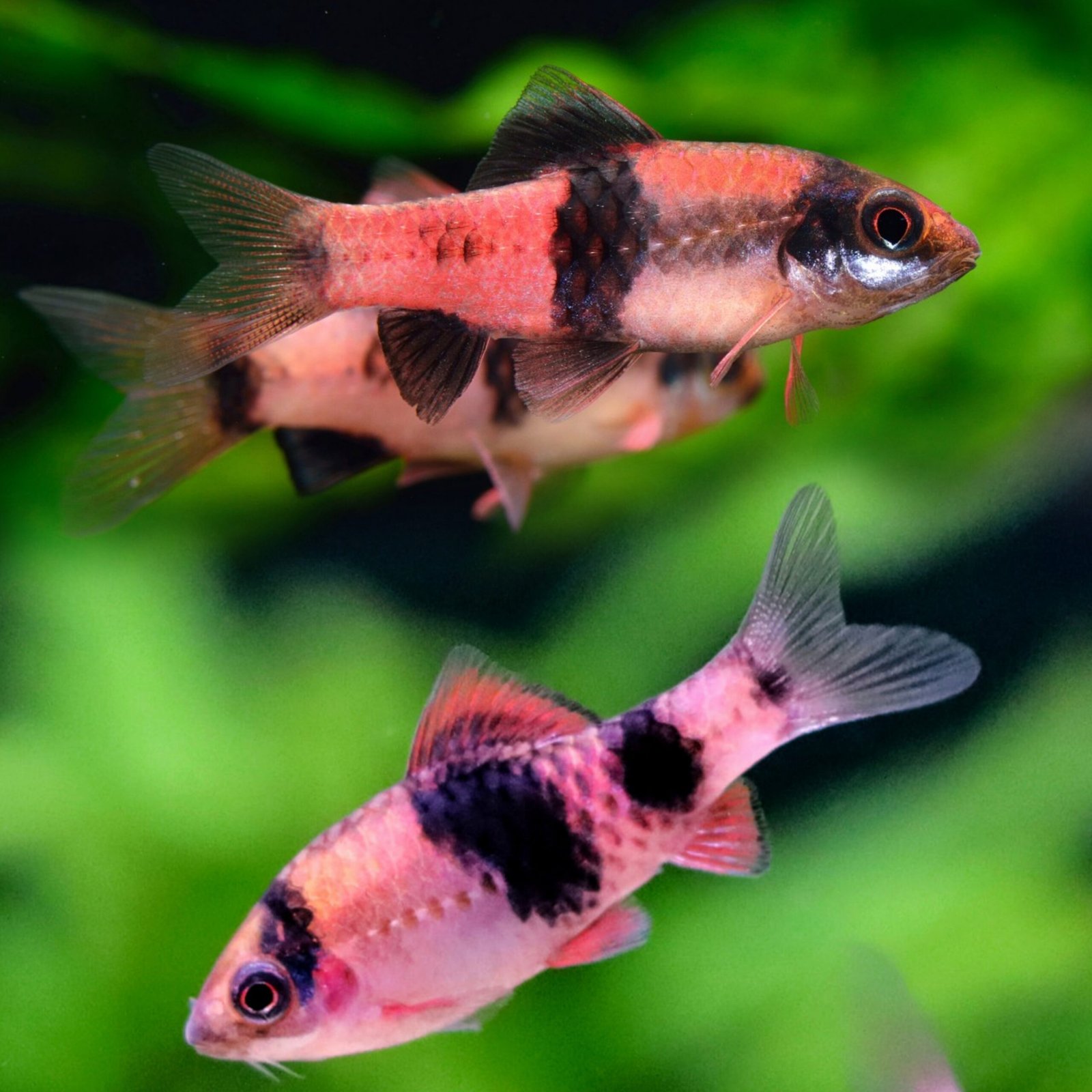 Picsart_25-10-19_22-56-49-209