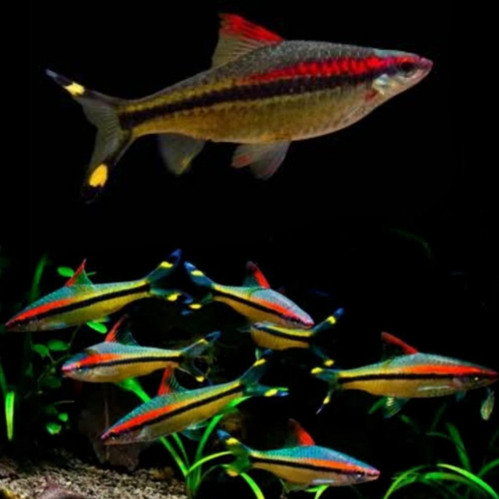 Picsart_25-10-19_23-08-01-869