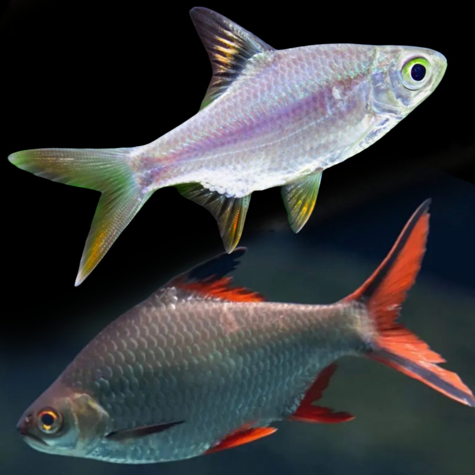 Picsart_25-10-24_13-22-37-337