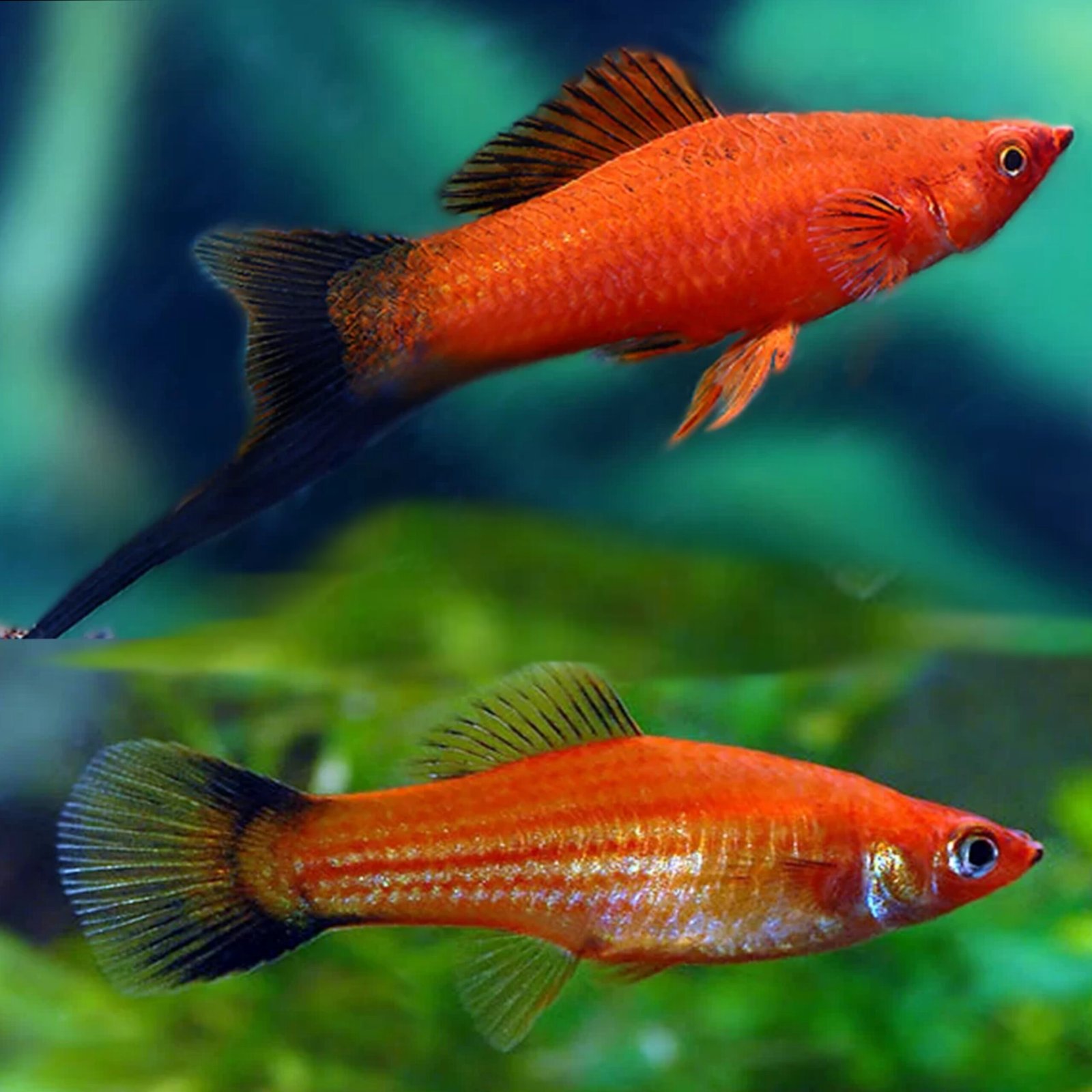 Picsart_25-11-01_02-04-49-367