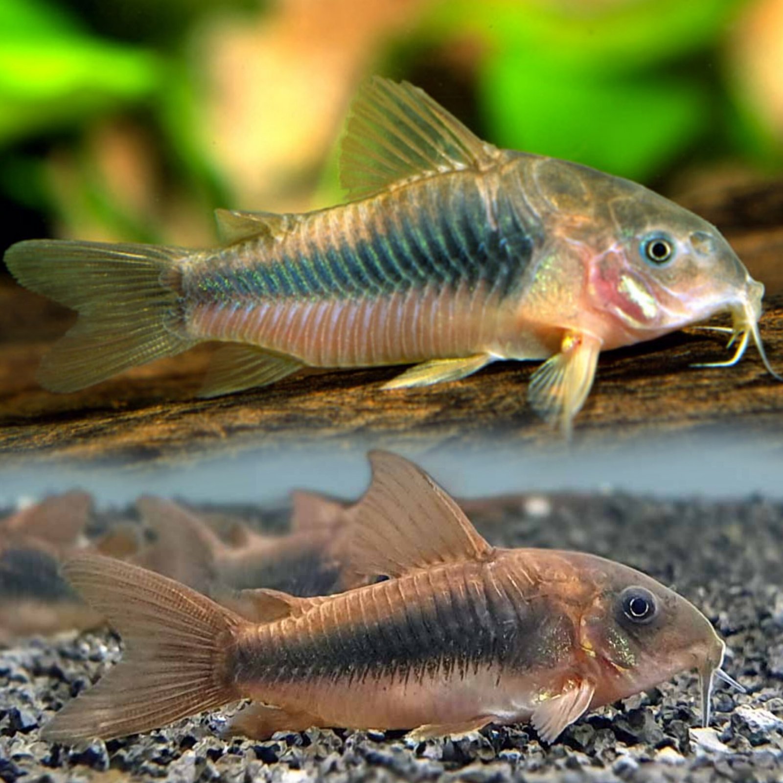 Picsart_25-11-10_14-13-30-465