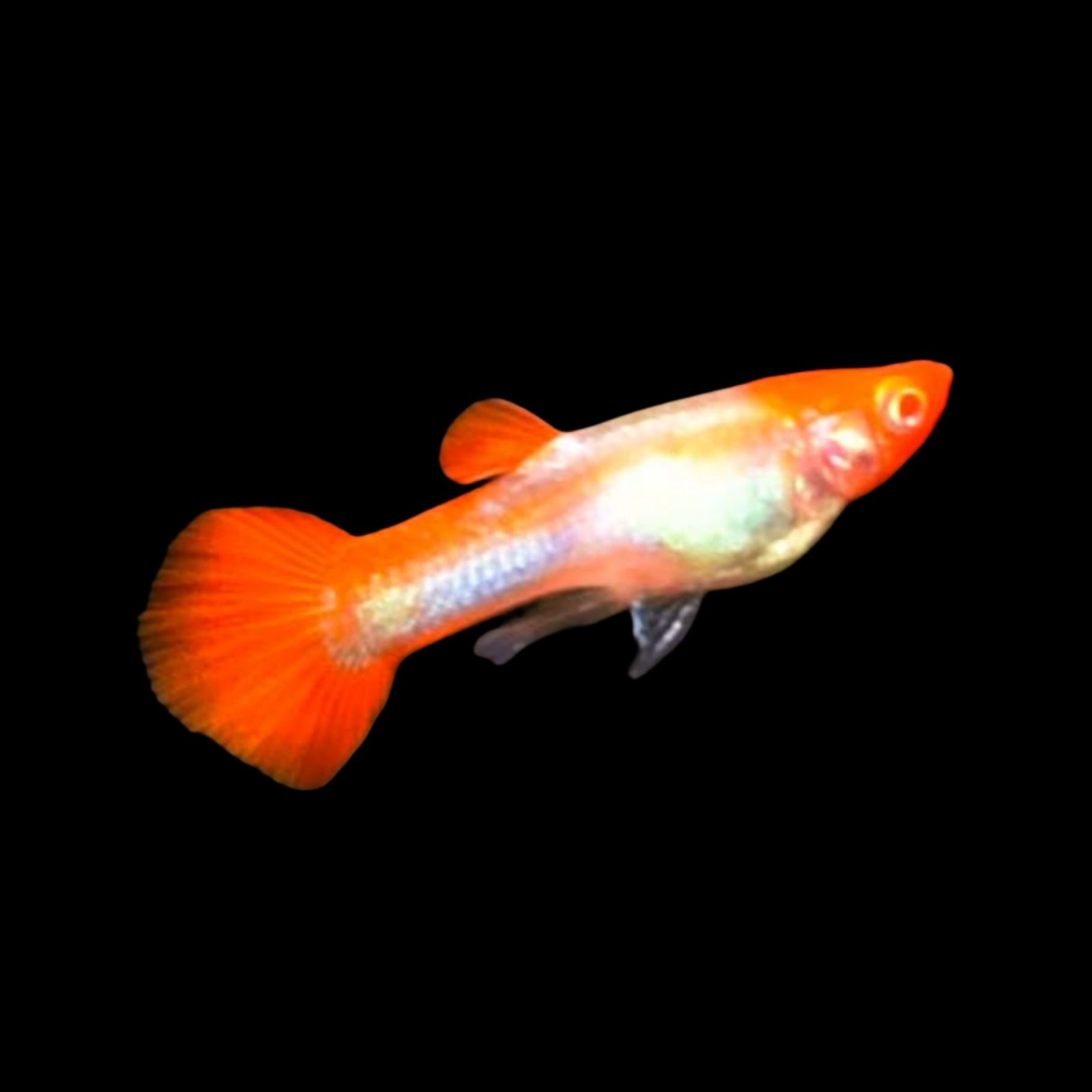 Picsart_25-11-15_21-19-33-818