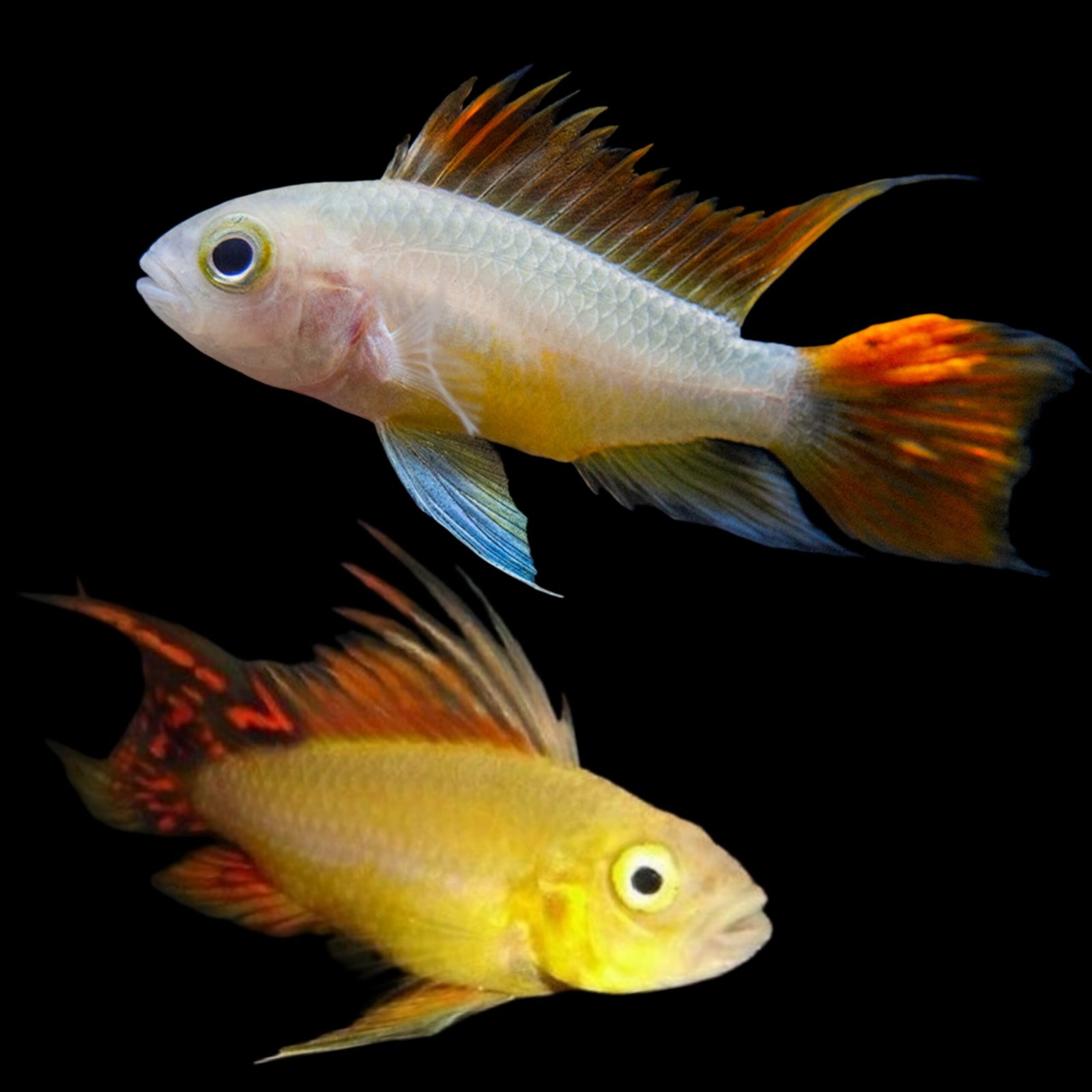 Picsart_26-02-20_23-58-44-788