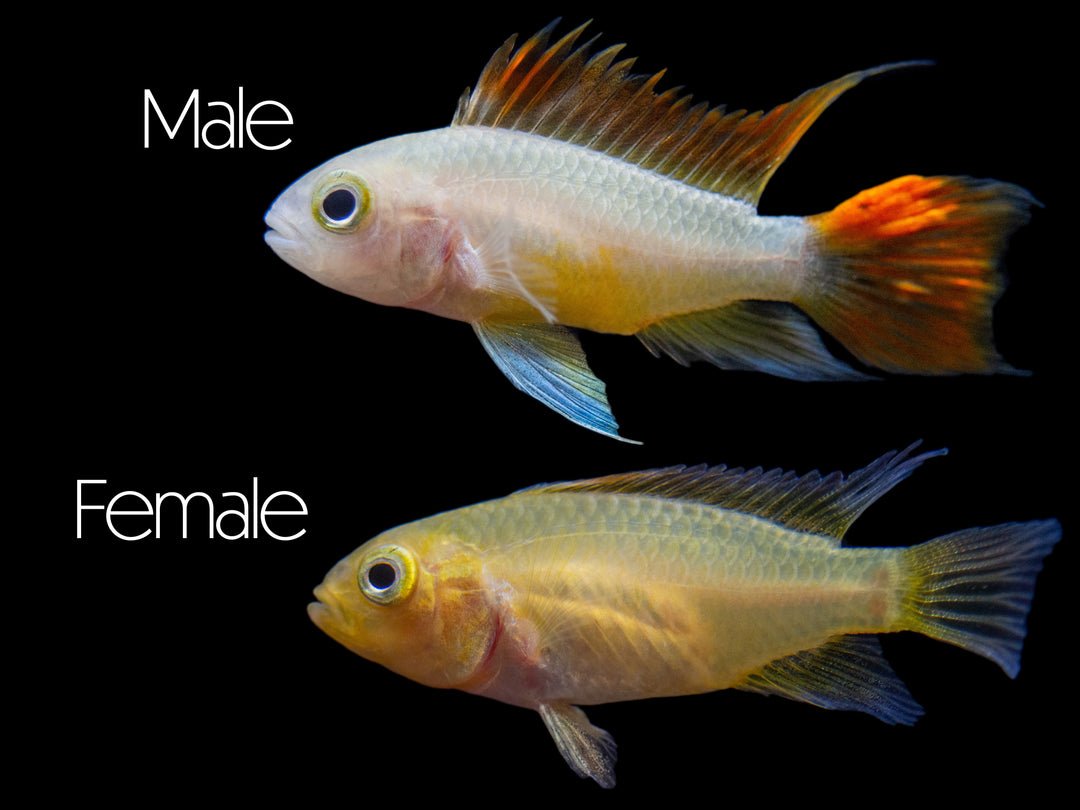 Platinum-Orange-Flash-Dwarf-Cichlid-Male-Female-Split-LARGE