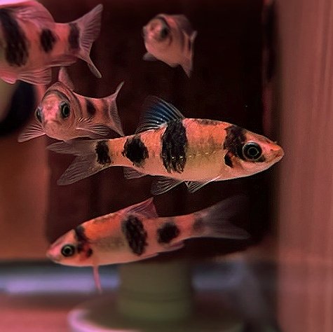 Red-Panda-Melon-Bard