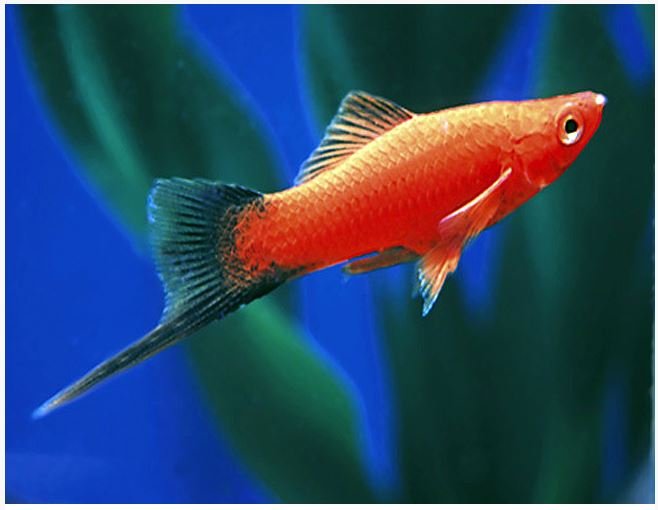 Red-Velvet-Wag-Swordtail-Fish-2