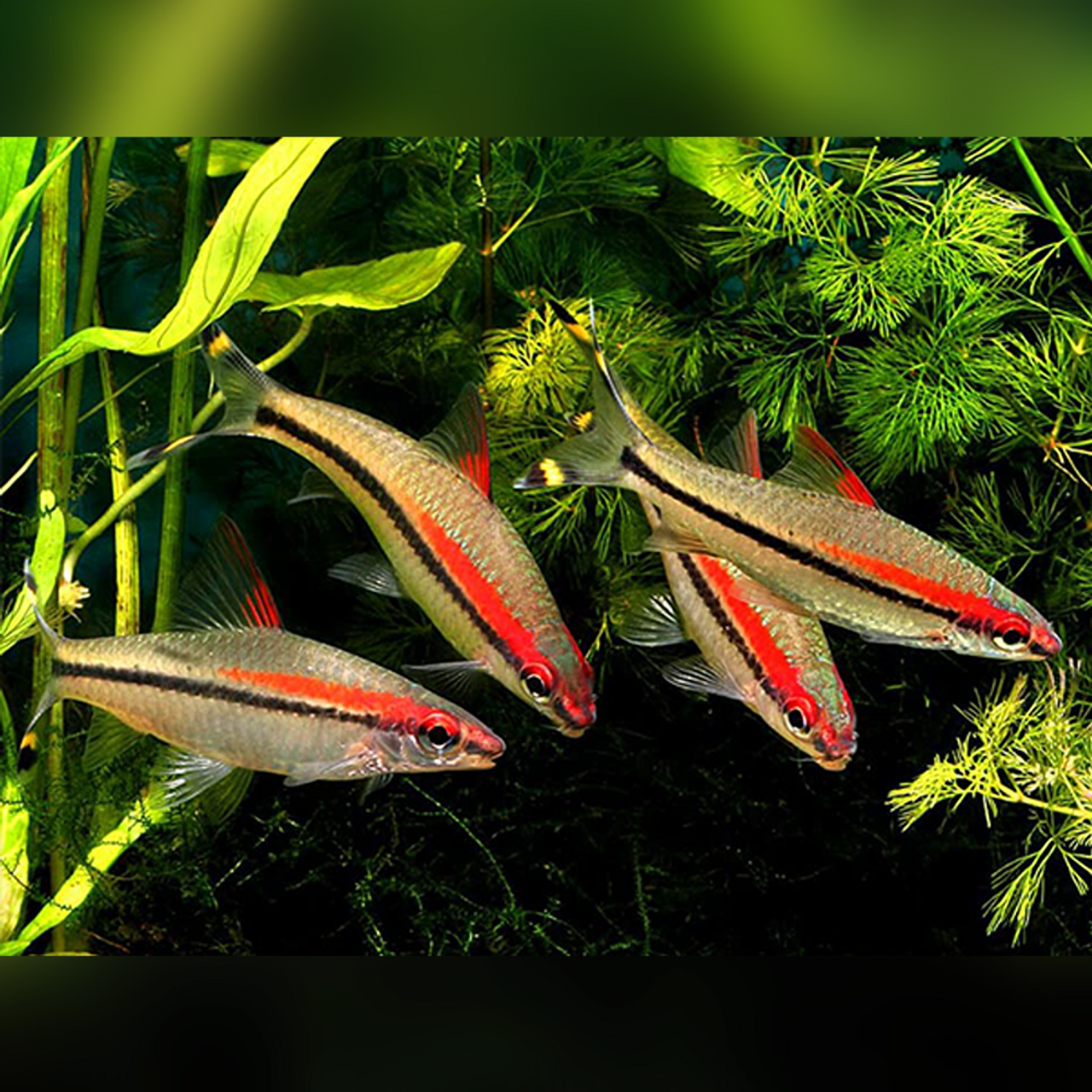 Sahyadria-denisonii__98367.1731440271