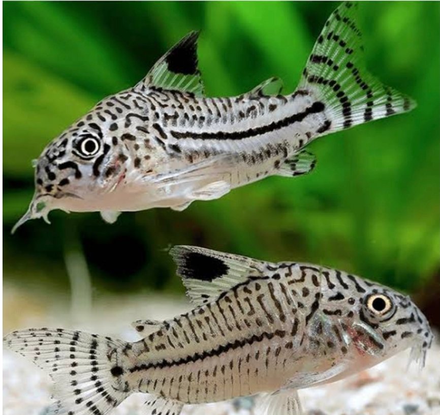 Screenshot_2025-08-29-11-23-01-774_com.google.android.googlequicksearchbox-edit