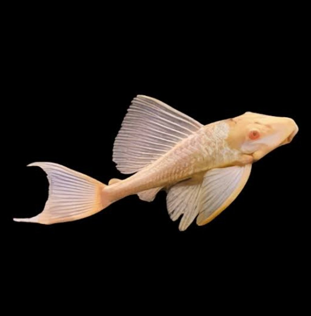 Screenshot_2025-08-29-11-47-16-992_com.google.android.googlequicksearchbox-edit