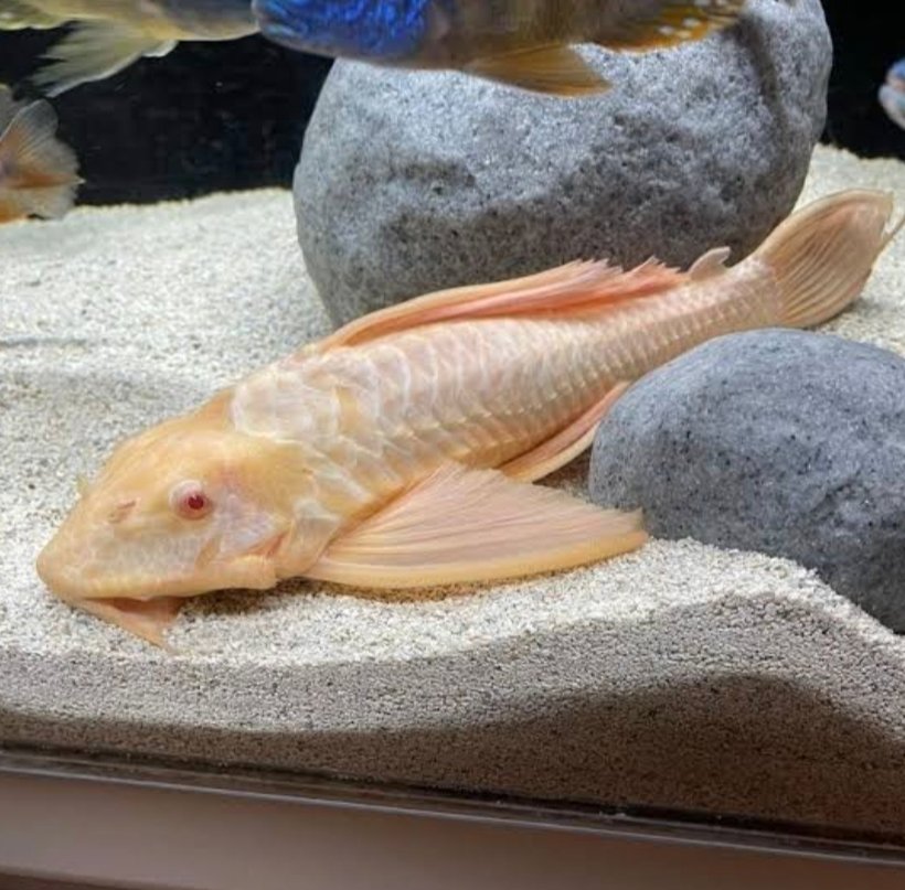 Screenshot_2025-08-29-11-48-05-452_com.google.android.googlequicksearchbox-edit