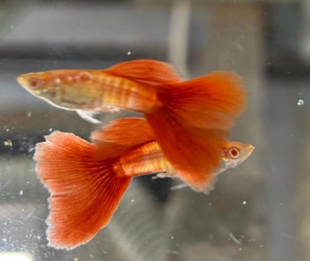 Screenshot_2025-10-12-01-37-26-344_com.google.android.googlequicksearchbox-edit