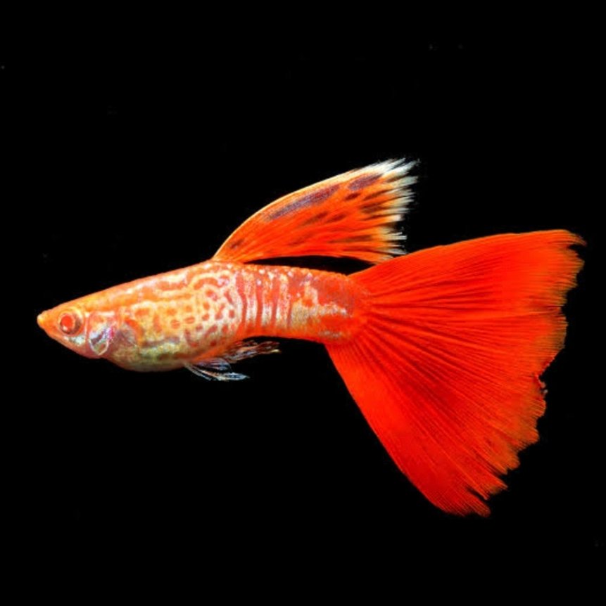 Screenshot_2025-10-12-01-37-44-815_com.google.android.googlequicksearchbox-edit