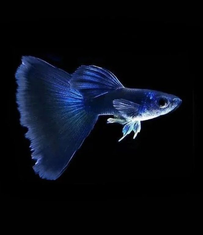 Screenshot_2025-10-12-01-51-45-323_com.google.android.googlequicksearchbox-edit