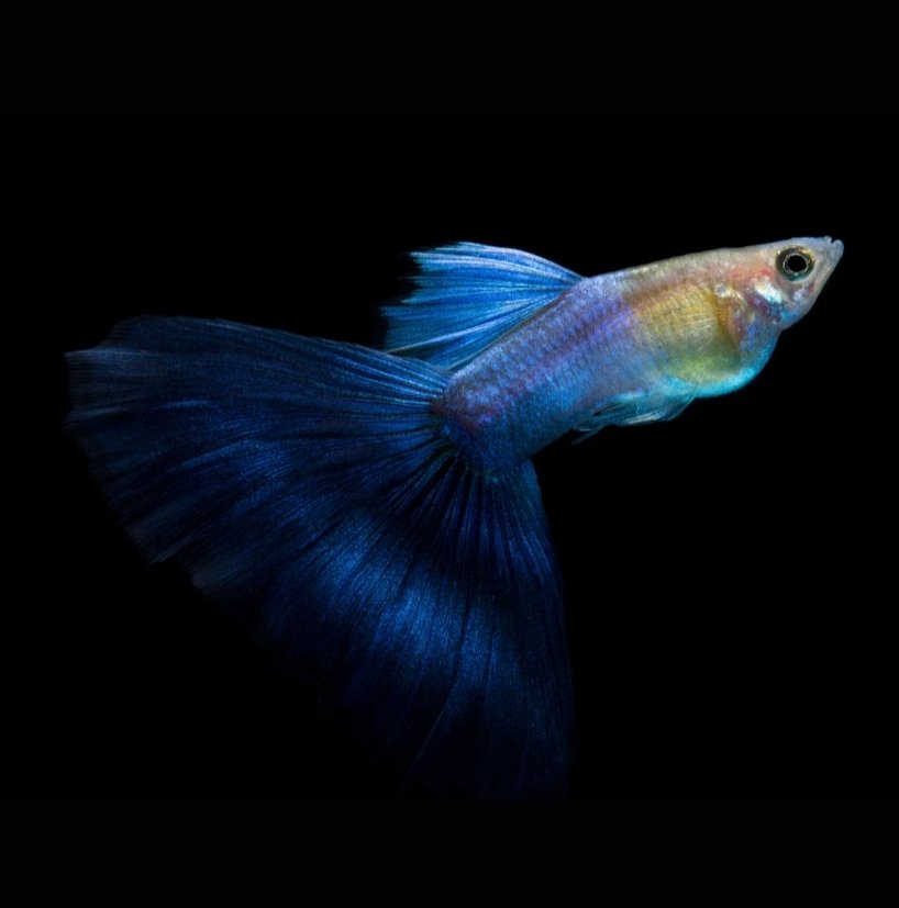 Screenshot_2025-10-12-02-03-32-232_com.google.android.googlequicksearchbox-edit