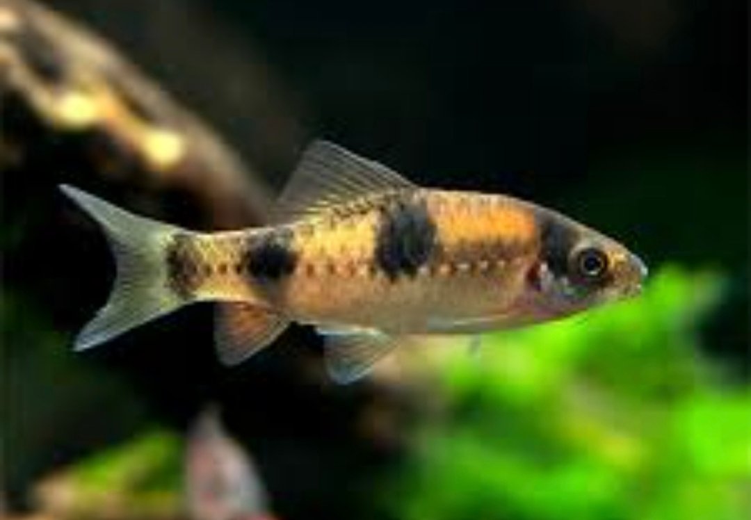 Screenshot_2025-10-19-22-55-41-566_com.google.android.googlequicksearchbox-edit