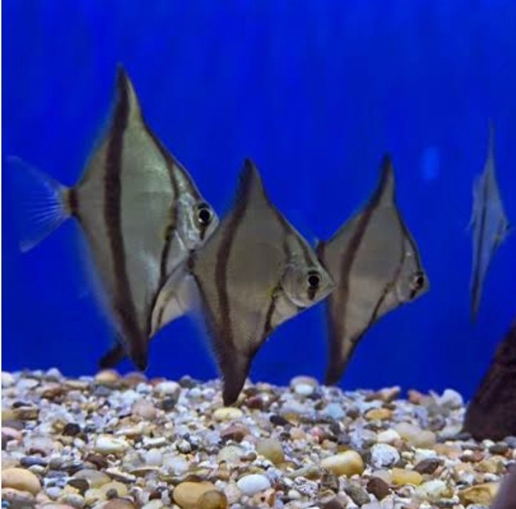 Screenshot_2025-11-10-21-46-44-871_com.google.android.googlequicksearchbox-edit