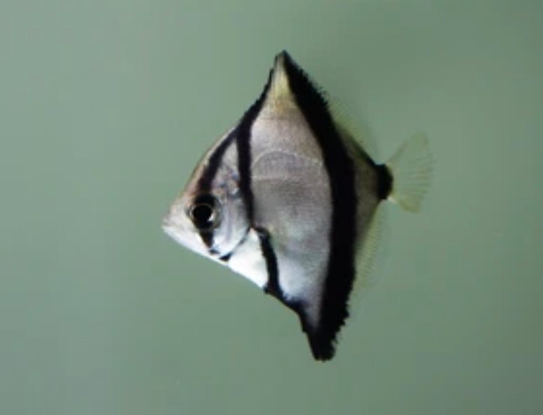 Screenshot_2025-11-10-21-46-59-948_com.google.android.googlequicksearchbox-edit