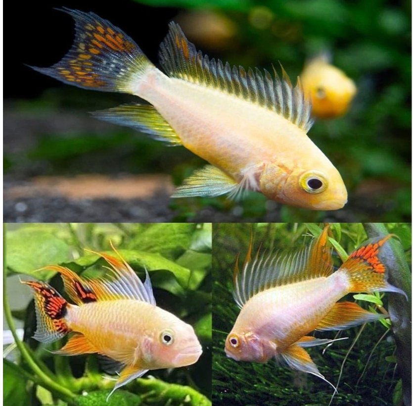 Screenshot_2026-02-20-23-57-18-014_com.google.android.googlequicksearchbox-edit