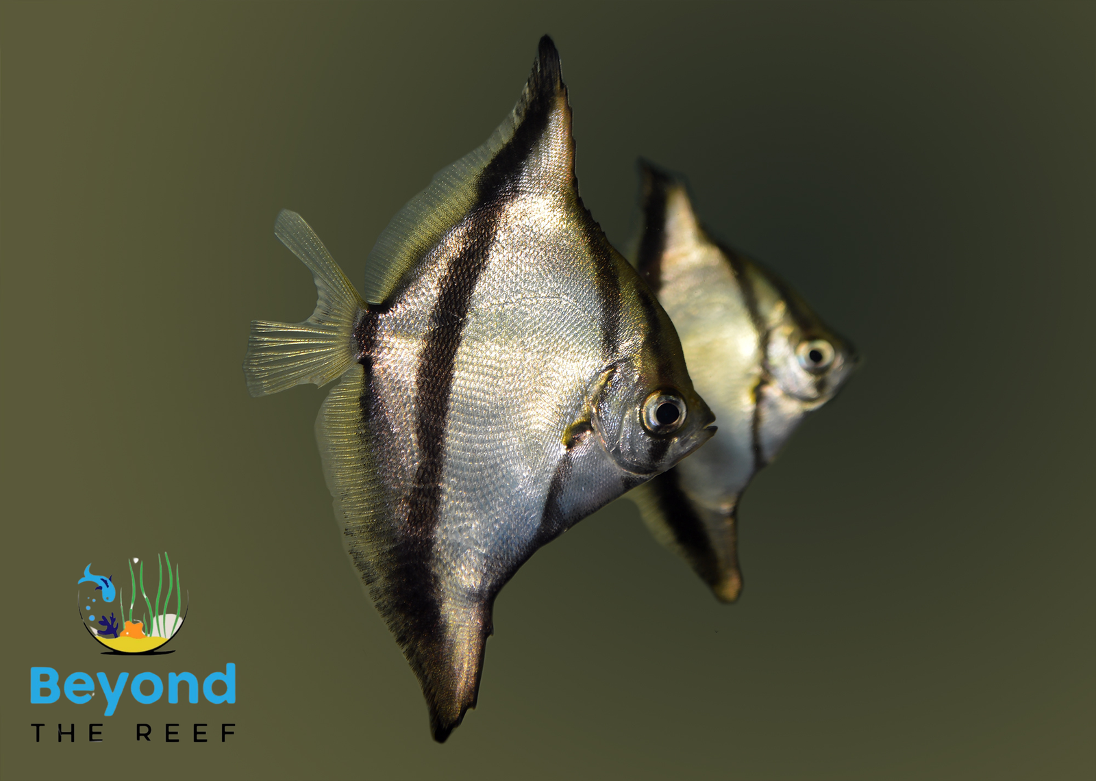 Untitleddesign_16_0f3fbfc5-ca59-4d6e-b072-799af1bea13a