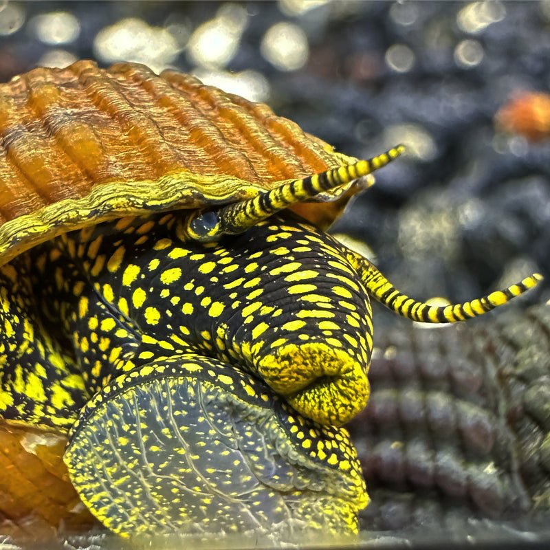 aquaticmotiv-snail-default-title-2-yellow-spotlight-sulawesi-rabbit-snail-tylomelania-sp-30861474693155_800x