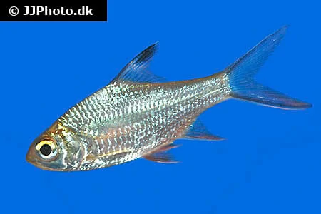 barbonymus-schwanenfeldii-5