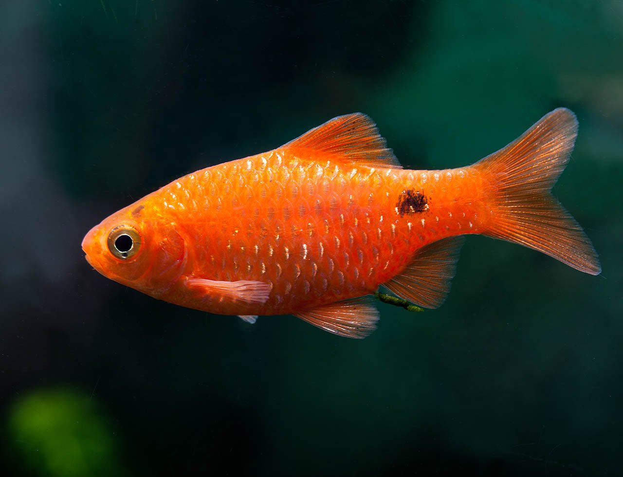 conchonius-Blood-Red